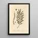 Acacia - Elizabeth Blackwell — quadro incorniciato alla parete