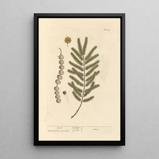 Elizabeth Blackwell - Acacia.webp