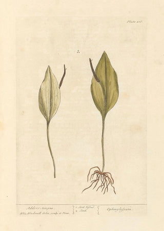 Elizabeth Blackwell - Adders tongue.webp