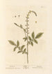 Aigremoine - Elizabeth Blackwell — Ansicht des Kunstwerks