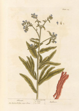 Elizabeth Blackwell - Alkanet.webp