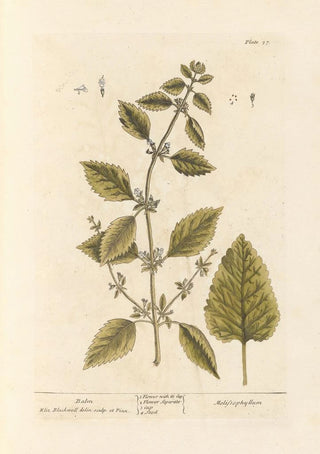Elizabeth Blackwell - Balm.webp