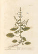 Basilic - Elizabeth Blackwell — Ansicht des Kunstwerks