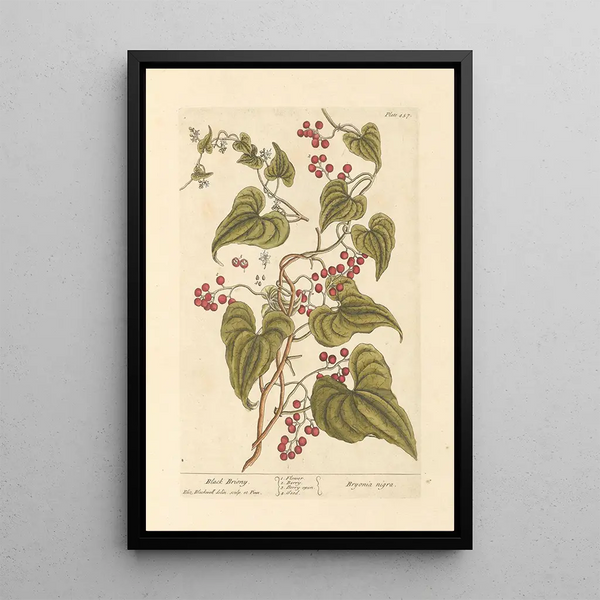 Bryone nera - Elizabeth Blackwell — quadro incorniciato alla parete