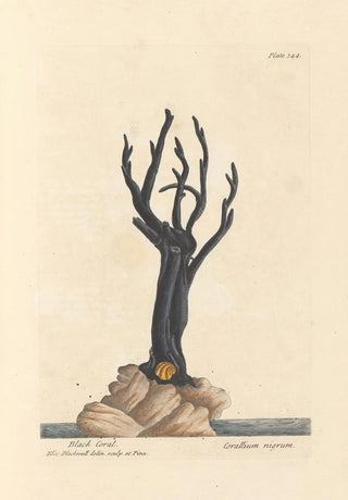 Elizabeth Blackwell - Black coral.webp