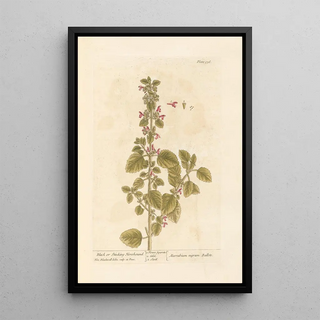 Elizabeth Blackwell - Black or stinking horehound.webp