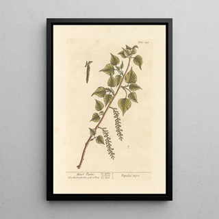 Elizabeth Blackwell - Black poplar.webp