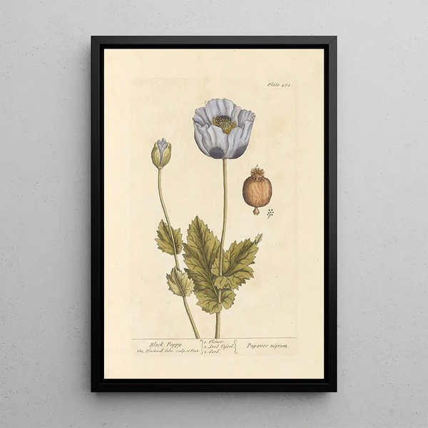 Papavero nero - Elizabeth Blackwell — quadro incorniciato alla parete