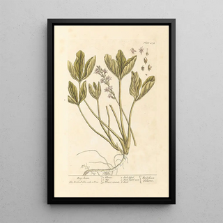 Elizabeth Blackwell - Bog bean.webp