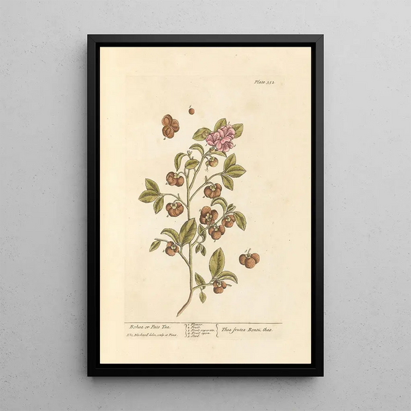 Thé Bohea ou Peco - Elizabeth Blackwell — quadro incorniciato alla parete