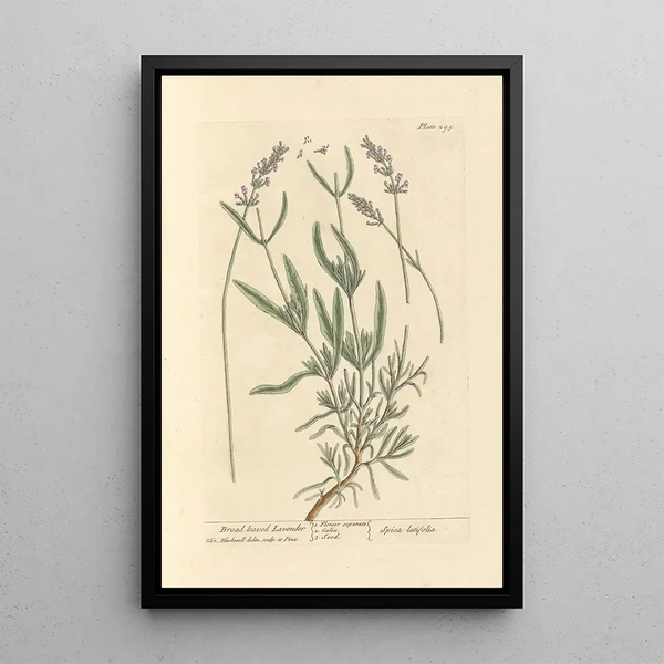 Lavanda a foglie larghe - Elizabeth Blackwell — quadro incorniciato alla parete
