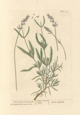 Elizabeth Blackwell - Broad leaved lavender.webp