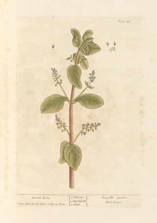 Elizabeth Blackwell - Brook lime.webp