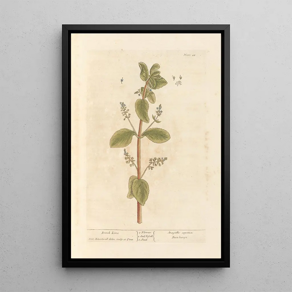 Cresson de fontaine - Elizabeth Blackwell — quadro incorniciato alla parete