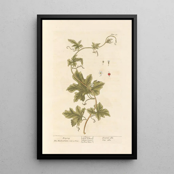 Bryone - Elizabeth Blackwell — quadro incorniciato alla parete