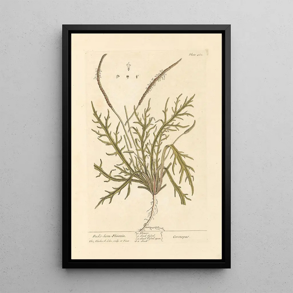 Plantain corne de cerf - Elizabeth Blackwell — quadro incorniciato alla parete