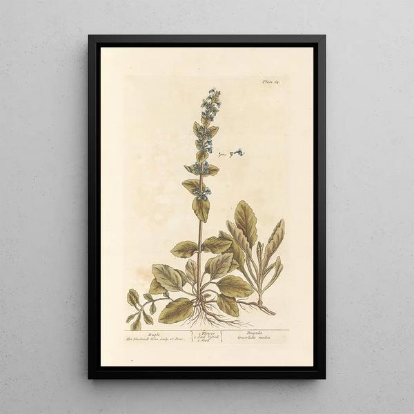 Bugle - Elizabeth Blackwell — quadro incorniciato alla parete