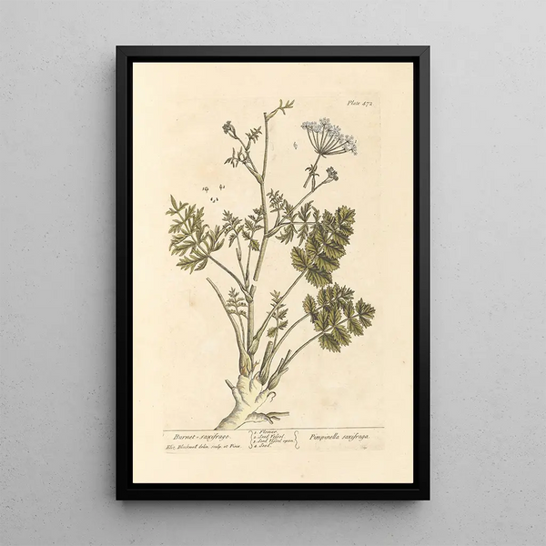 Saxifrage brûlée - Elizabeth Blackwell — quadro incorniciato alla parete