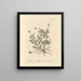 Camomilla - Elizabeth Blackwell — quadro incorniciato alla parete