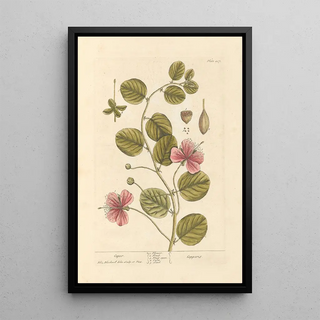 Elizabeth Blackwell - Caper.webp