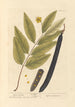 Cassia fistula - Elizabeth Blackwell — vista dell’opera