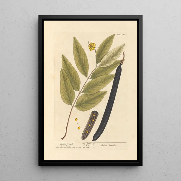 Cassia fistula - Elizabeth Blackwell — quadro incorniciato alla parete