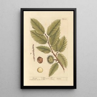 Elizabeth Blackwell - Chesnut.webp