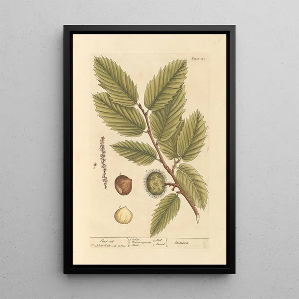 Castagna - Elizabeth Blackwell — quadro incorniciato alla parete