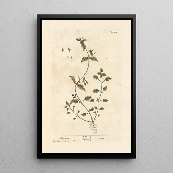 Stellaire - Elizabeth Blackwell — quadro incorniciato alla parete