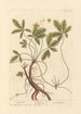 Potentille - Elizabeth Blackwell — Ansicht des Kunstwerks