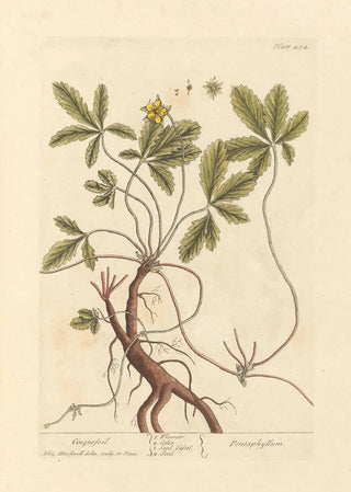 Elizabeth Blackwell - Cinquefoil.webp