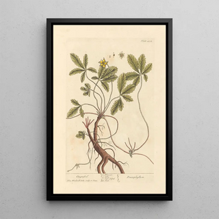 Elizabeth Blackwell - Cinquefoil.webp