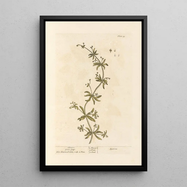 Elizabeth Blackwell - Clivers Goose grass.webp