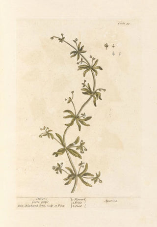 Elizabeth Blackwell - Clivers Goose grass.webp