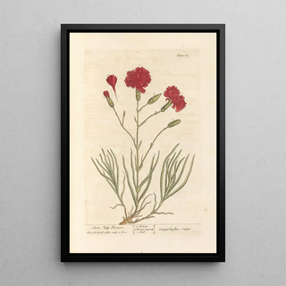 Elizabeth Blackwell - Clove Julyflowers.webp