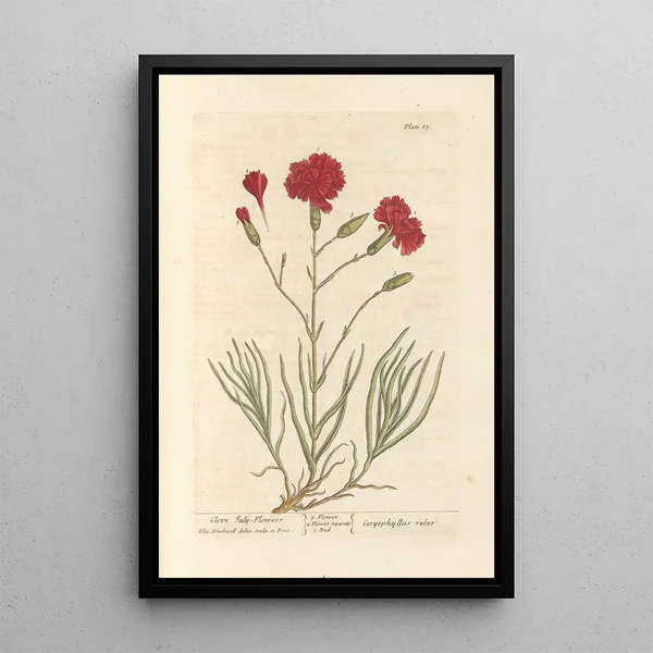 Elizabeth Blackwell - Clove Julyflowers.webp