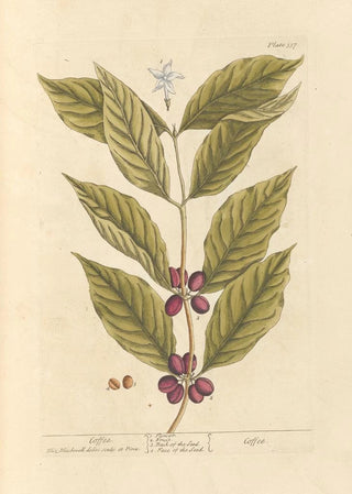 Elizabeth Blackwell - Coffee.webp