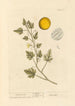 Coloquinte - Elizabeth Blackwell — vista dell’opera