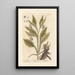Consoude - Elizabeth Blackwell — gerahmtes Bild an der Wand