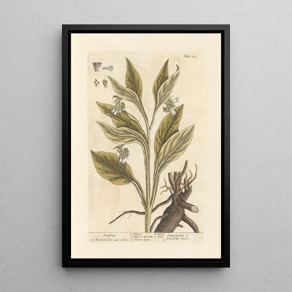 Elizabeth Blackwell - Comfrey.webp