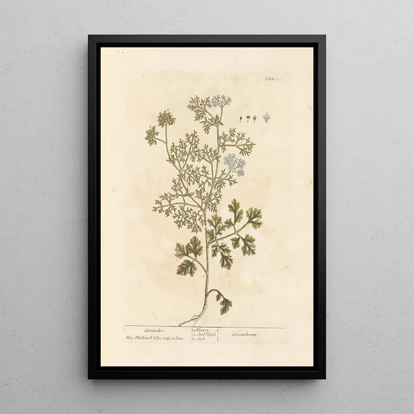 Elizabeth Blackwell - Coriander.webp