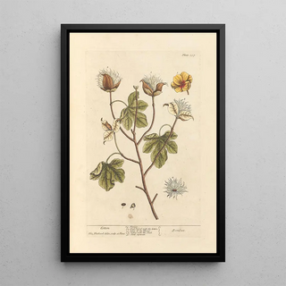 Elizabeth Blackwell - Cotton.webp