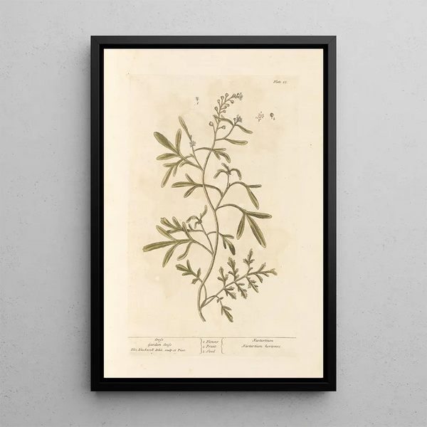 Elizabeth Blackwell - Cress.webp