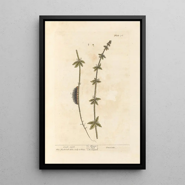 Elizabeth Blackwell - Crosswort.webp
