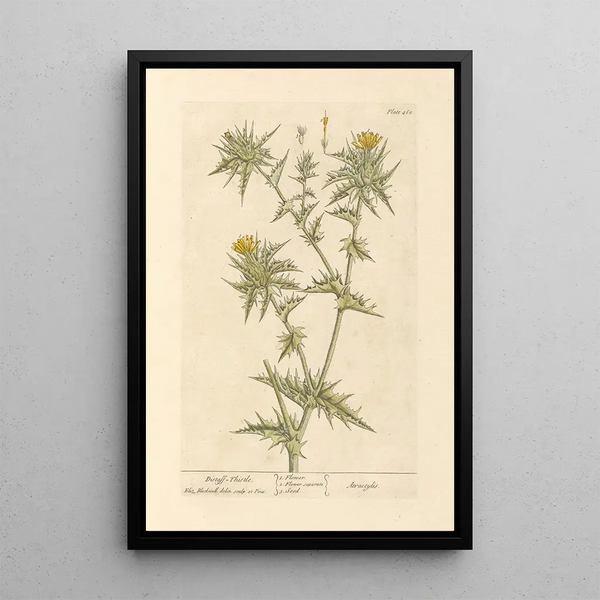Elizabeth Blackwell - Distaff thistle.webp