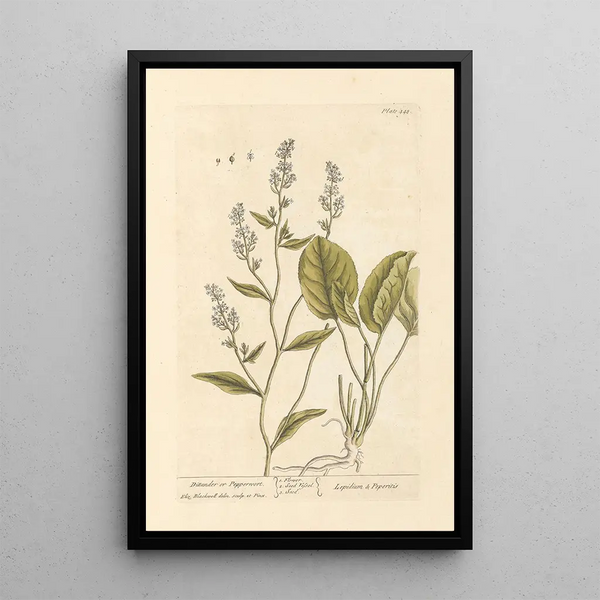 Elizabeth Blackwell - Dittander or pepperwort.webp