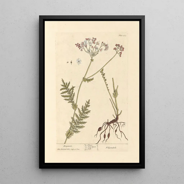 Elizabeth Blackwell - Dropwort.webp