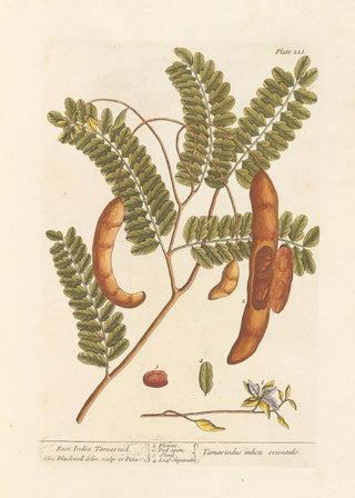 Elizabeth Blackwell - East India tamarind.webp