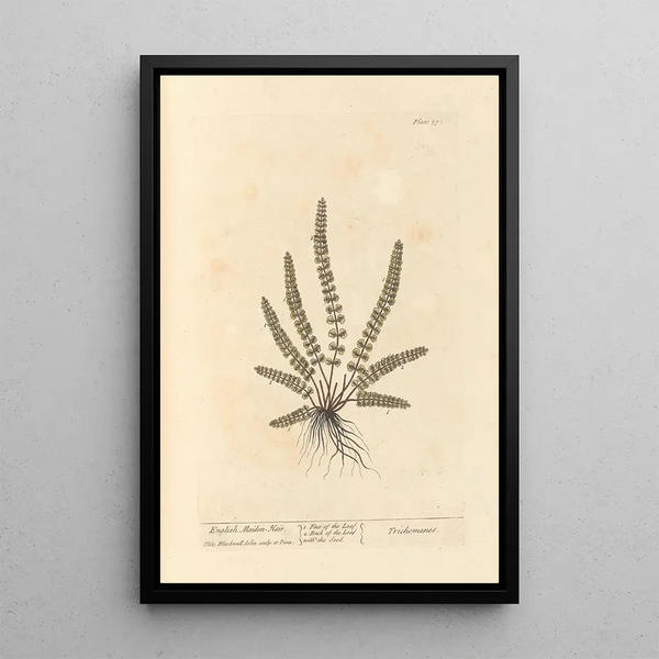 Capillaire de Montpellier - Elizabeth Blackwell — gerahmtes Bild an der Wand