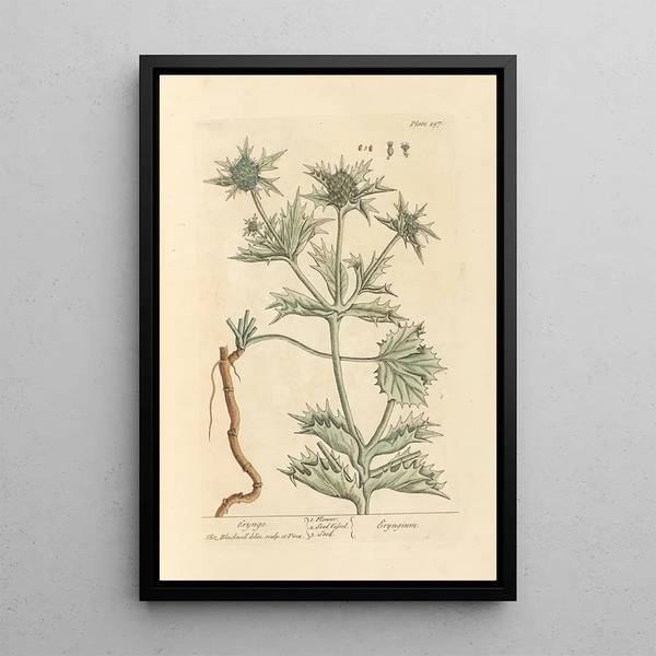 Panicaut - Elizabeth Blackwell — gerahmtes Bild an der Wand